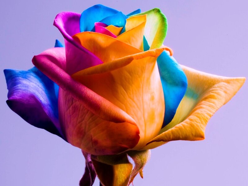 Multicolored Rose Flower — Purple, Vibrant
