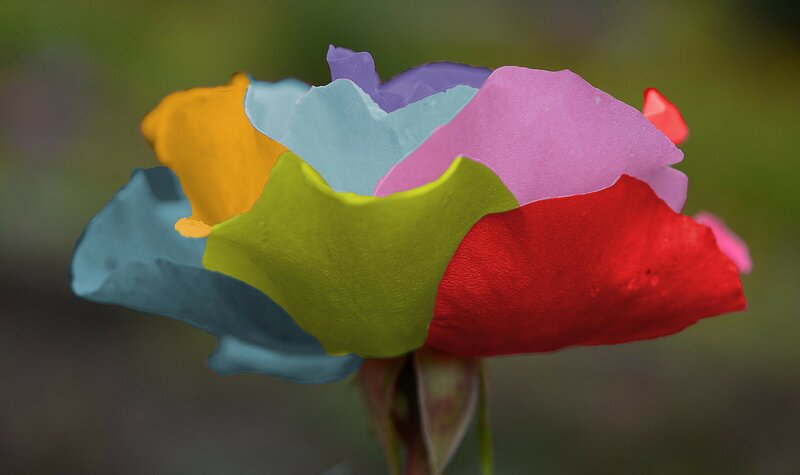 Multicolored Rose Flower — Red, Calm
