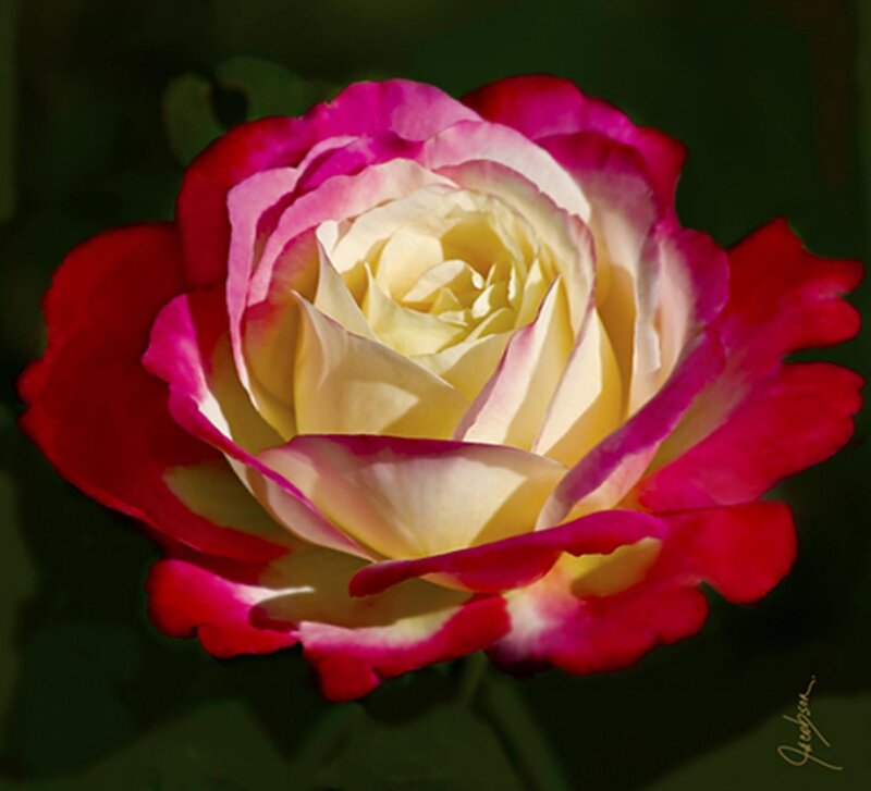 Multicolored Rose Flower — Red, Dramatic