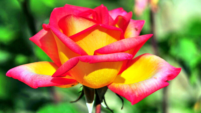 Multicolored Rose Flower — Red, Natural
