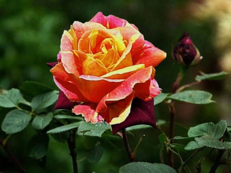 Multicolored Rose Flower — Red, Serene