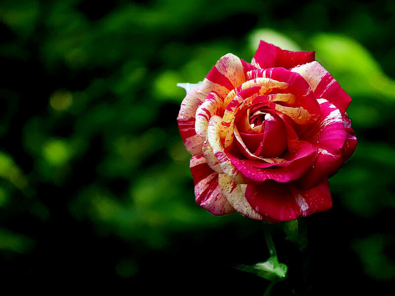 Multicolored Rose Flower — Red