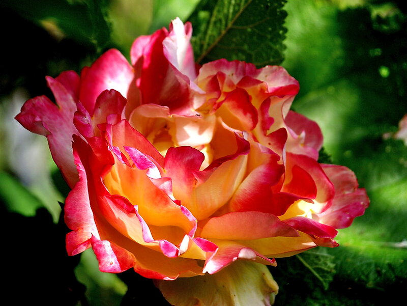 Multicolored Rose Flower — Red, Vibrant, Afternoon