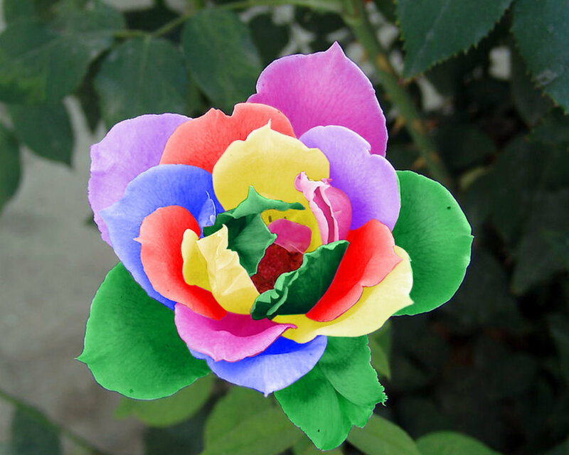 Multicolored Rose Flower — Red, Vibrant, Photograph