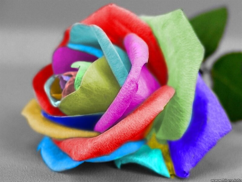 Multicolored Rose Flower — Red, Vibrant