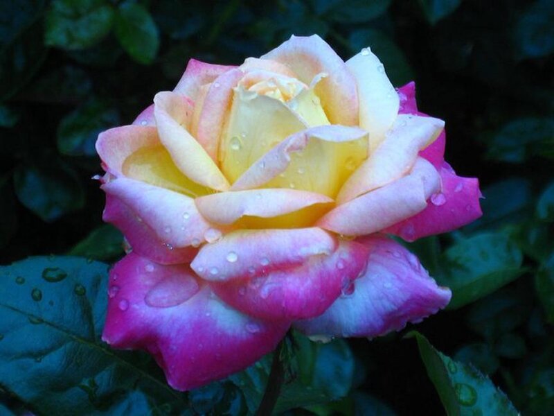 Multicolored Rose Flower