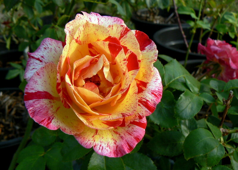 Multicolored Rose Flower — Yellow, Calm