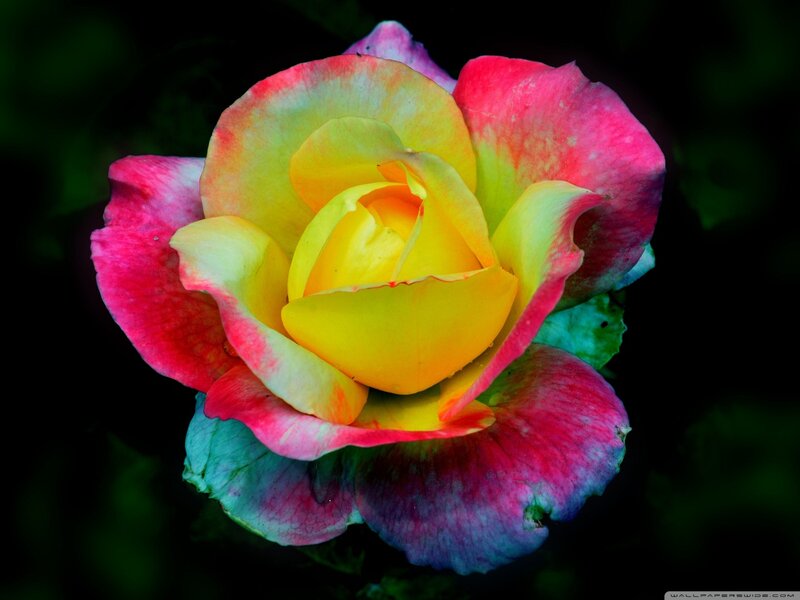 Multicolored Rose Flower — Yellow, Dramatic, Photograph