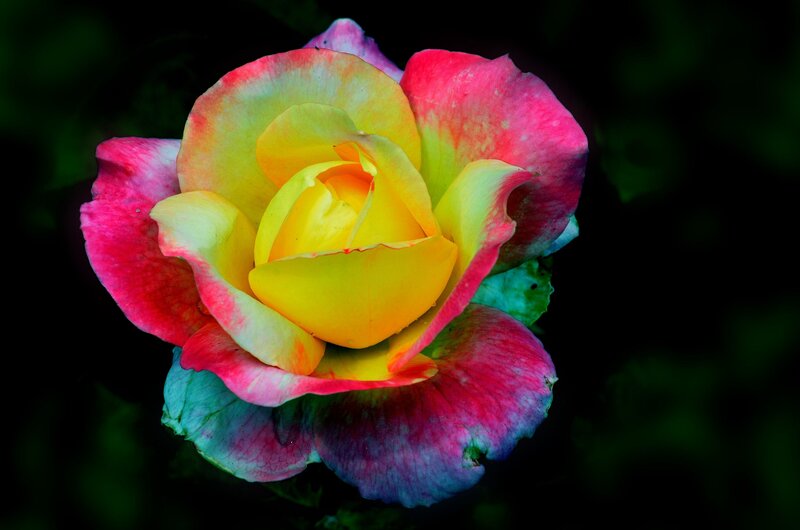 Multicolored Rose Flower — Yellow, Dramatic