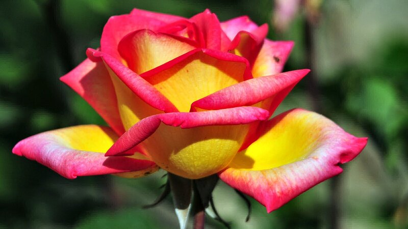 Multicolored Rose Flower — Yellow, Serene, Afternoon