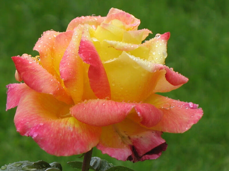 Multicolored Rose Flower — Yellow, Serene