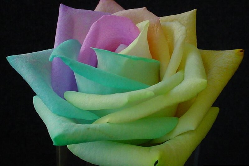 Multicolored Rose Flower — Yellow