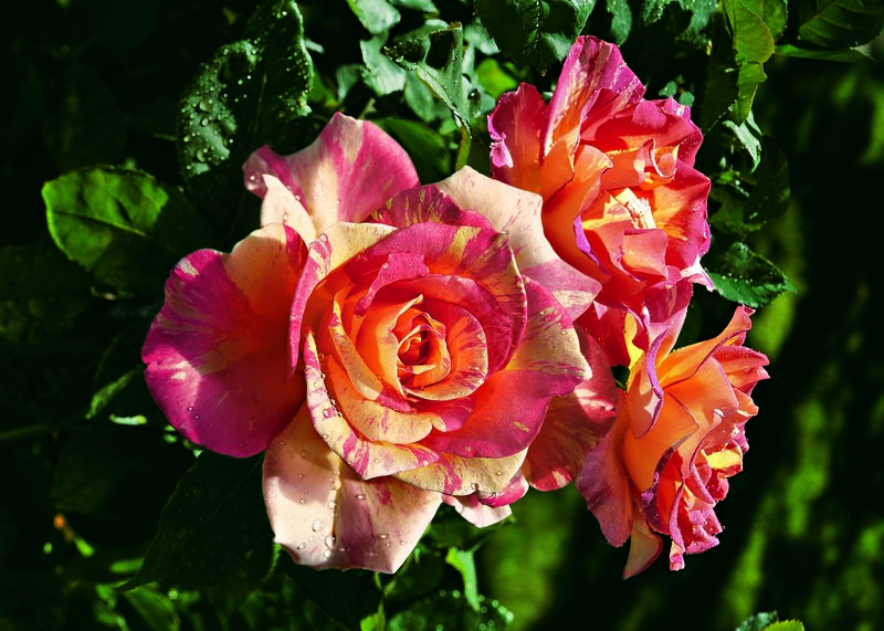 Multicolored Rose Flowers