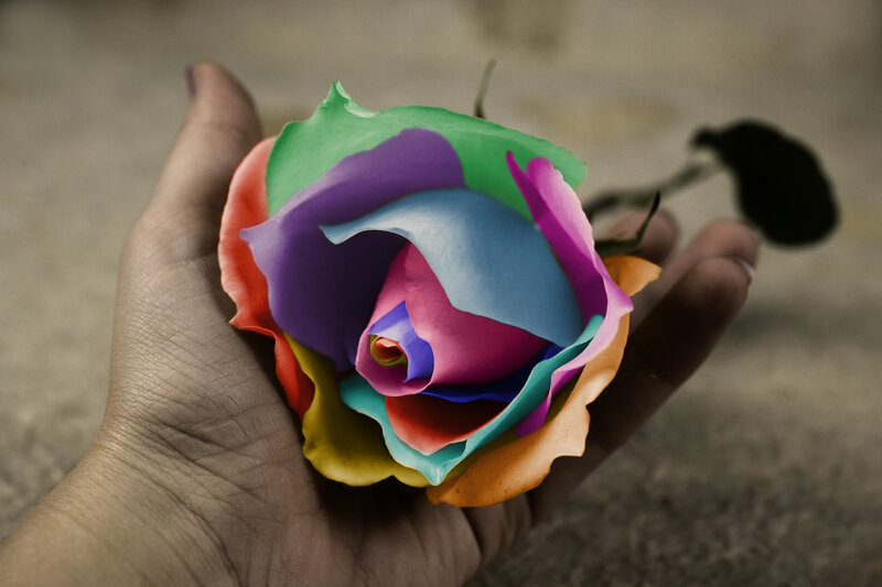 Multicolored Rose in Hand