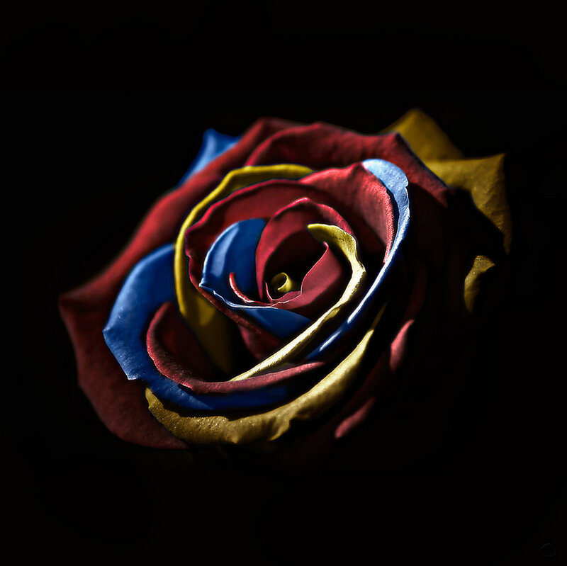 Multicolored Rose — Red