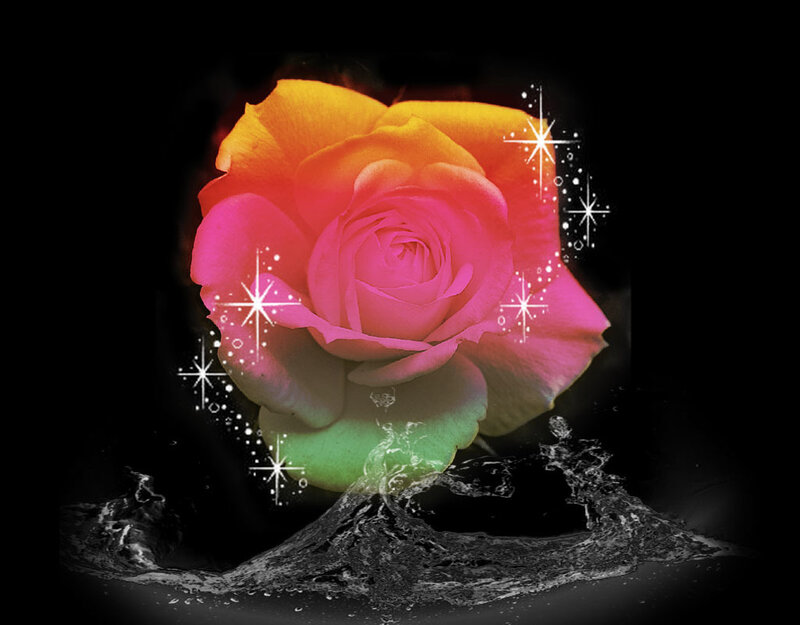 Multicolored Rose