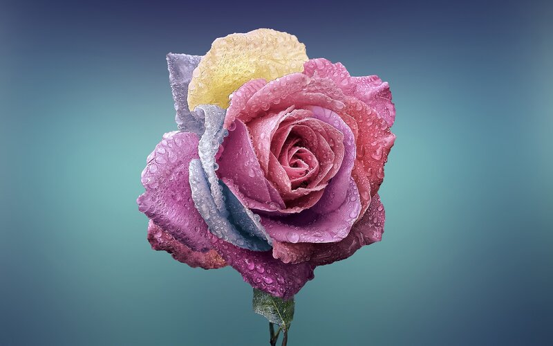 Multicolored Rose with Water Droplets — Pink, Serene