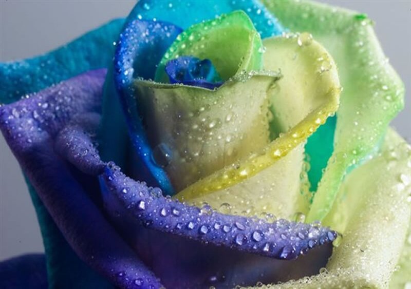 Multicolored Rose with Water Droplets