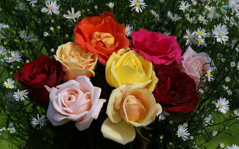 Multicolored Roses and Daisies — Red