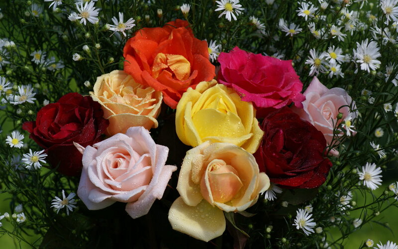 Multicolored Roses and Daisies