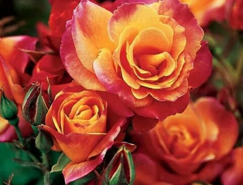 Multicolored Roses — Red