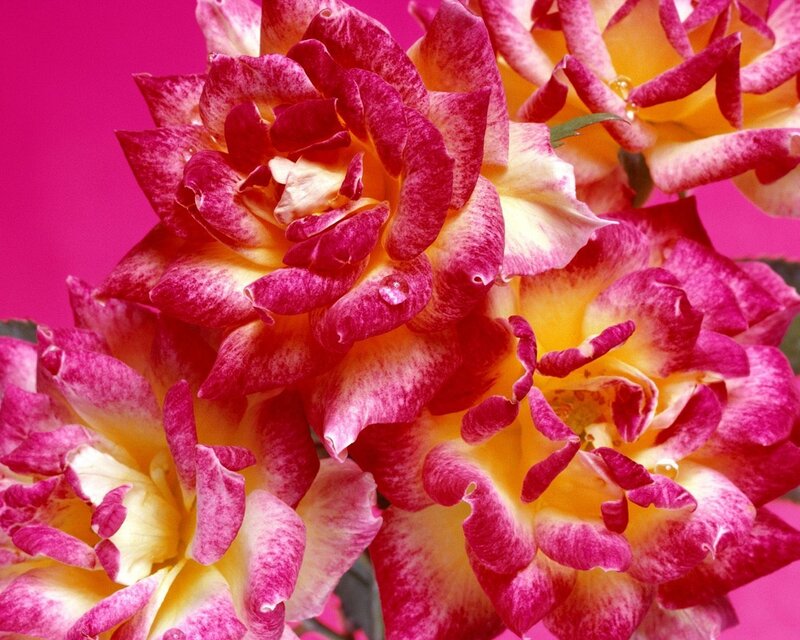 Multicolored Roses