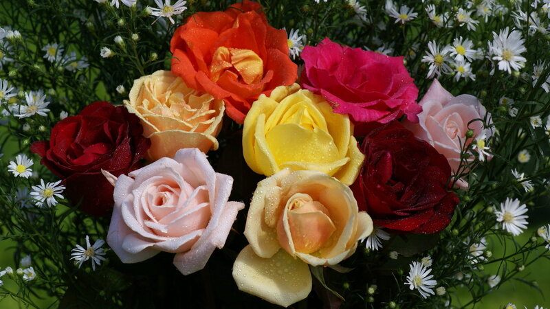 Multicolored Roses with Daisies