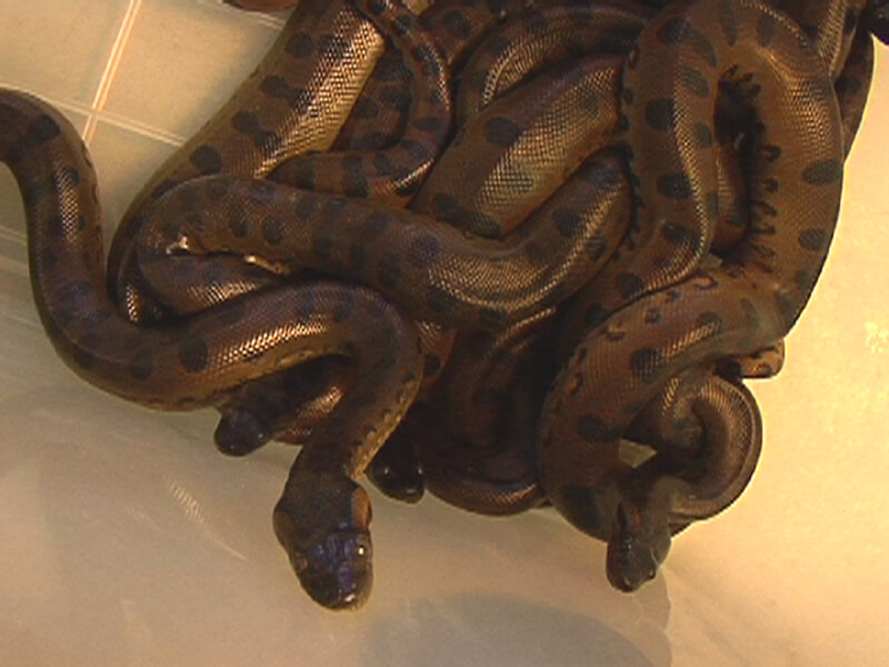 Multiple Anacondas Coiled