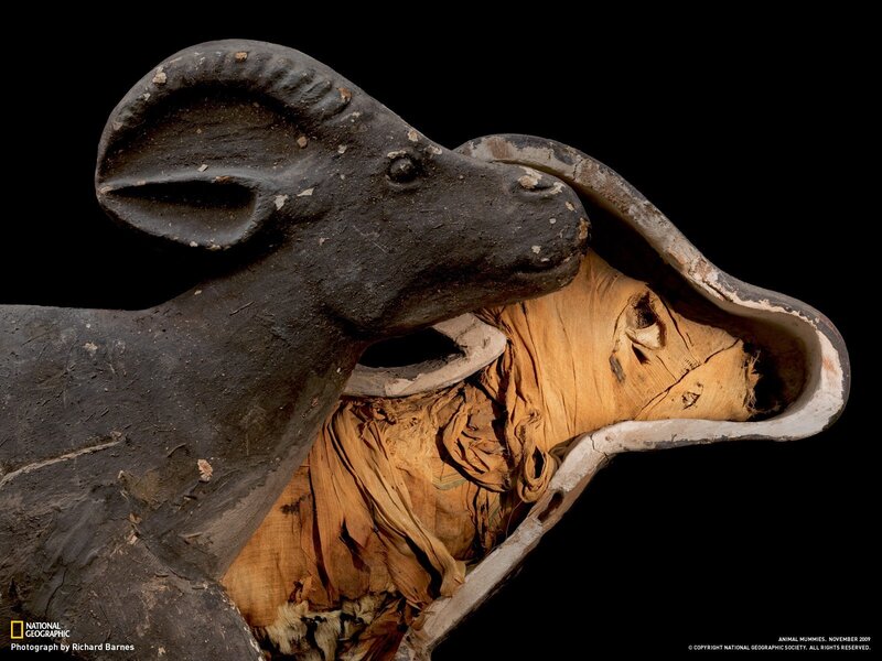 Mummified Ram in a Sarcophagus