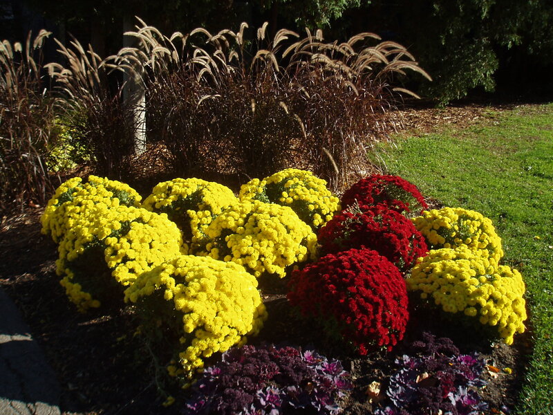 Mums and Ornamental Grasses