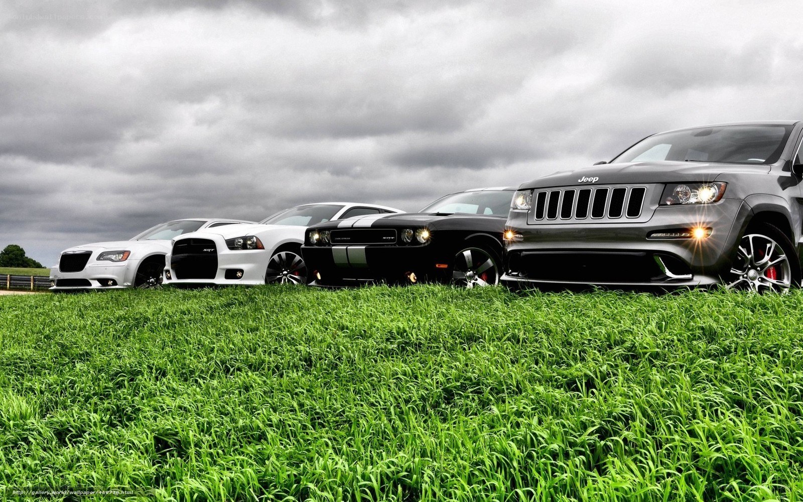 Muscle cars in a field