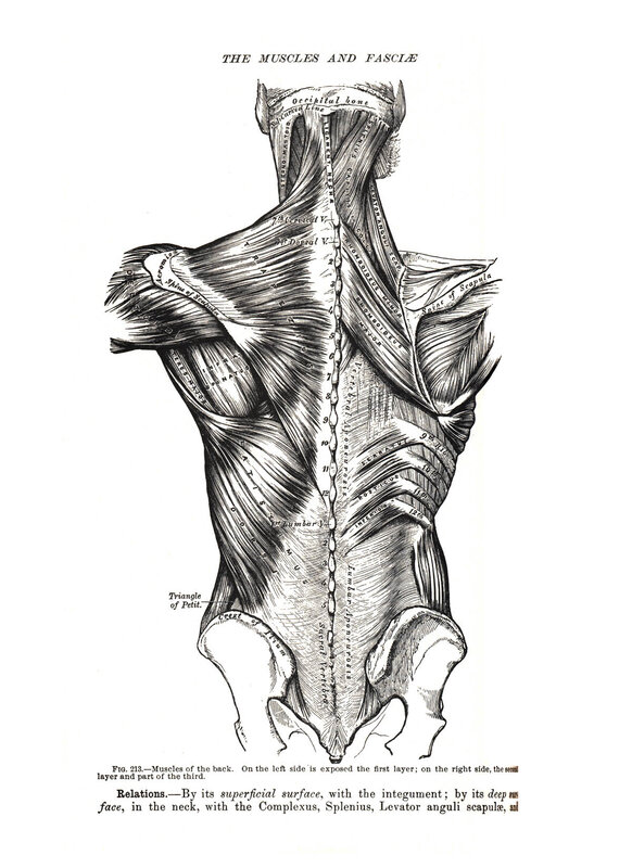 muscles of the back