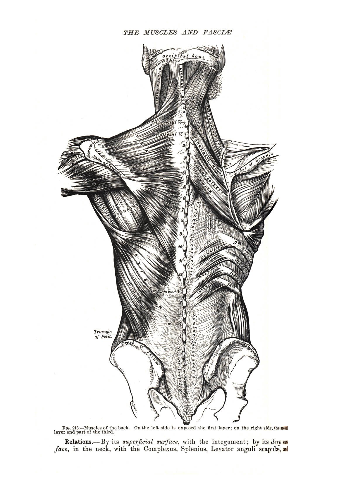 muscles of the back