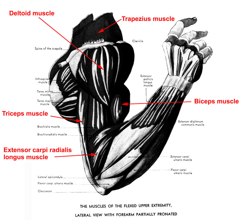 Muscles of the upper extremity