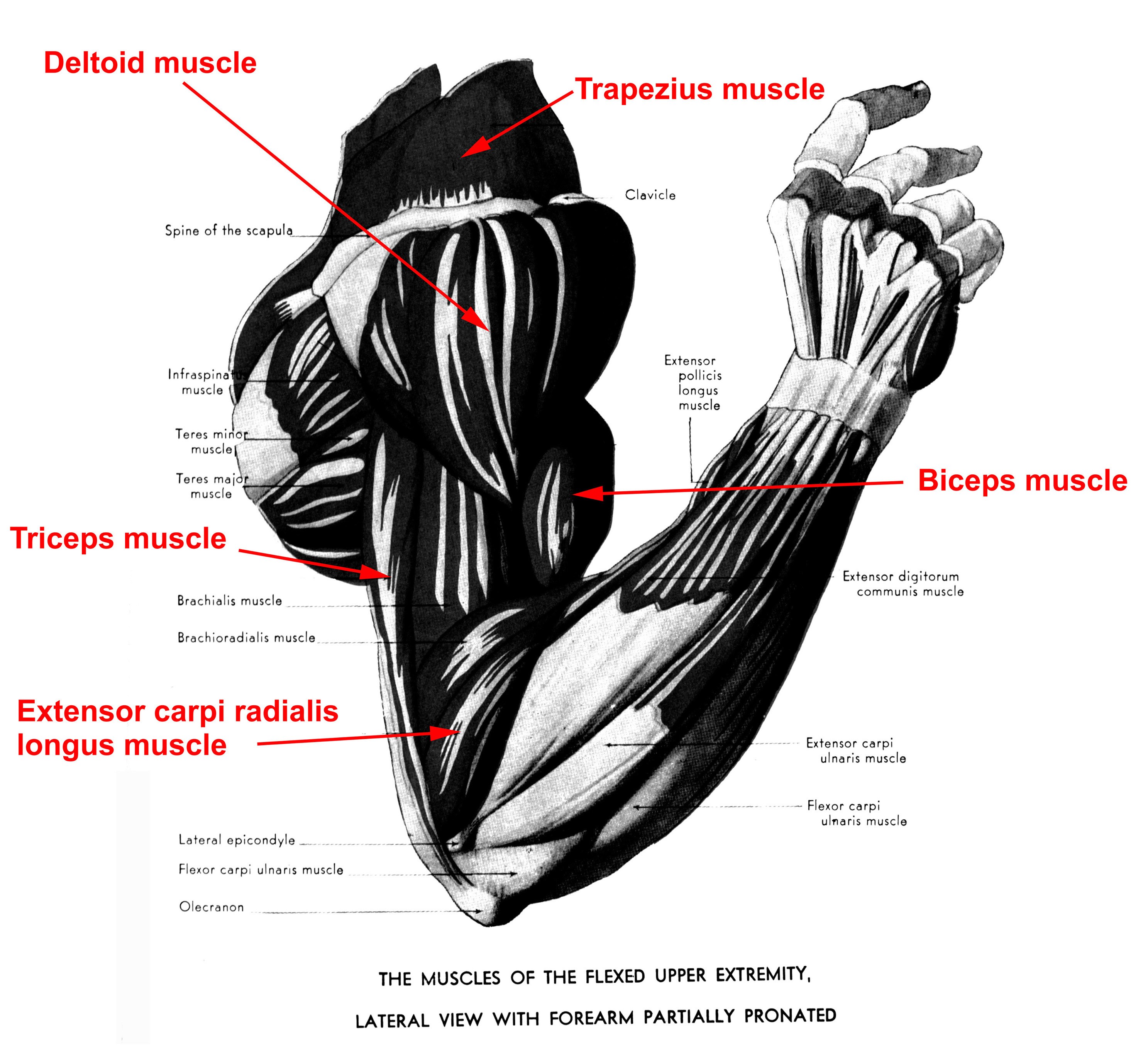Muscles of the upper extremity