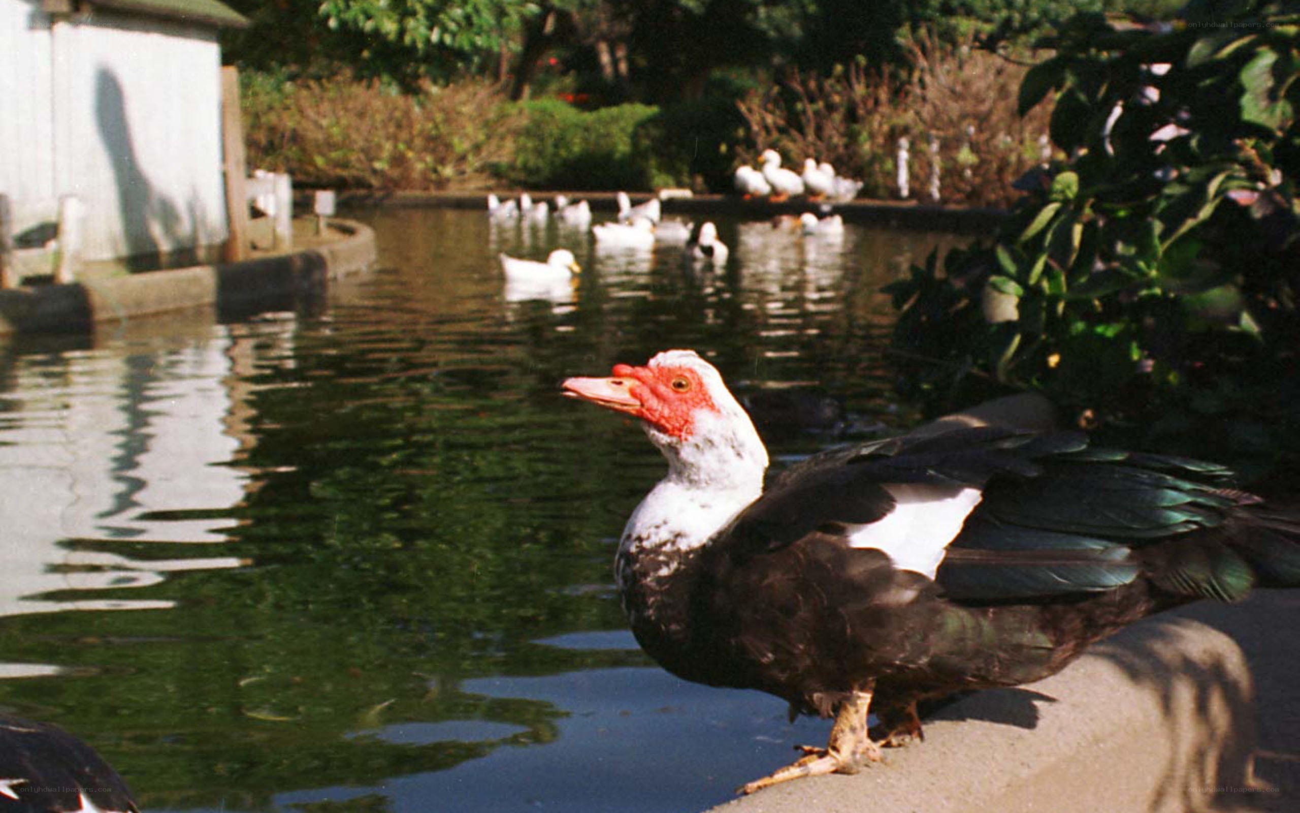 Muscovy duck by a pond