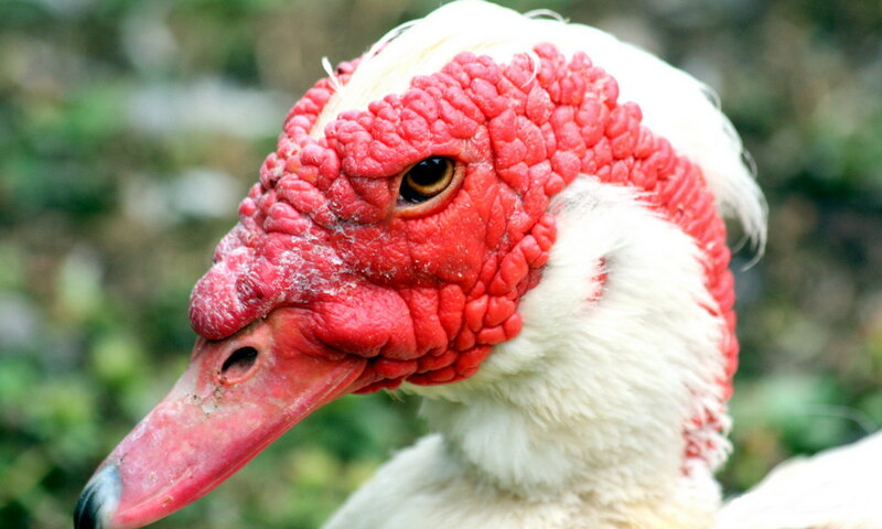 Muscovy Duck Head