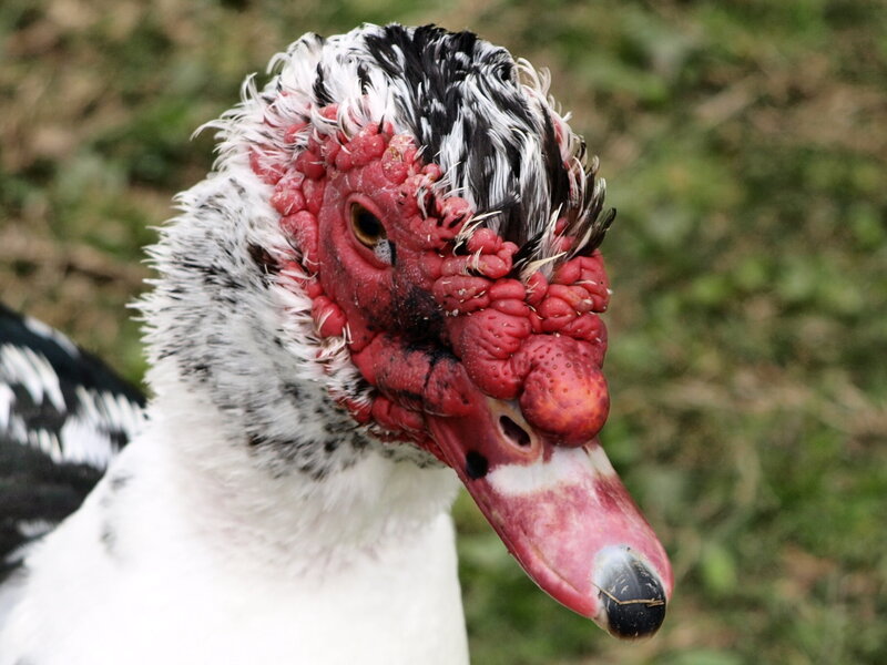 Muscovy Duck Head — White