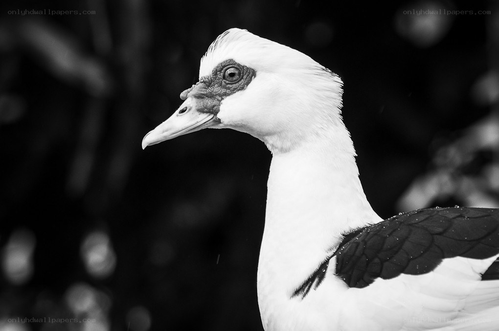 Muscovy duck in profile