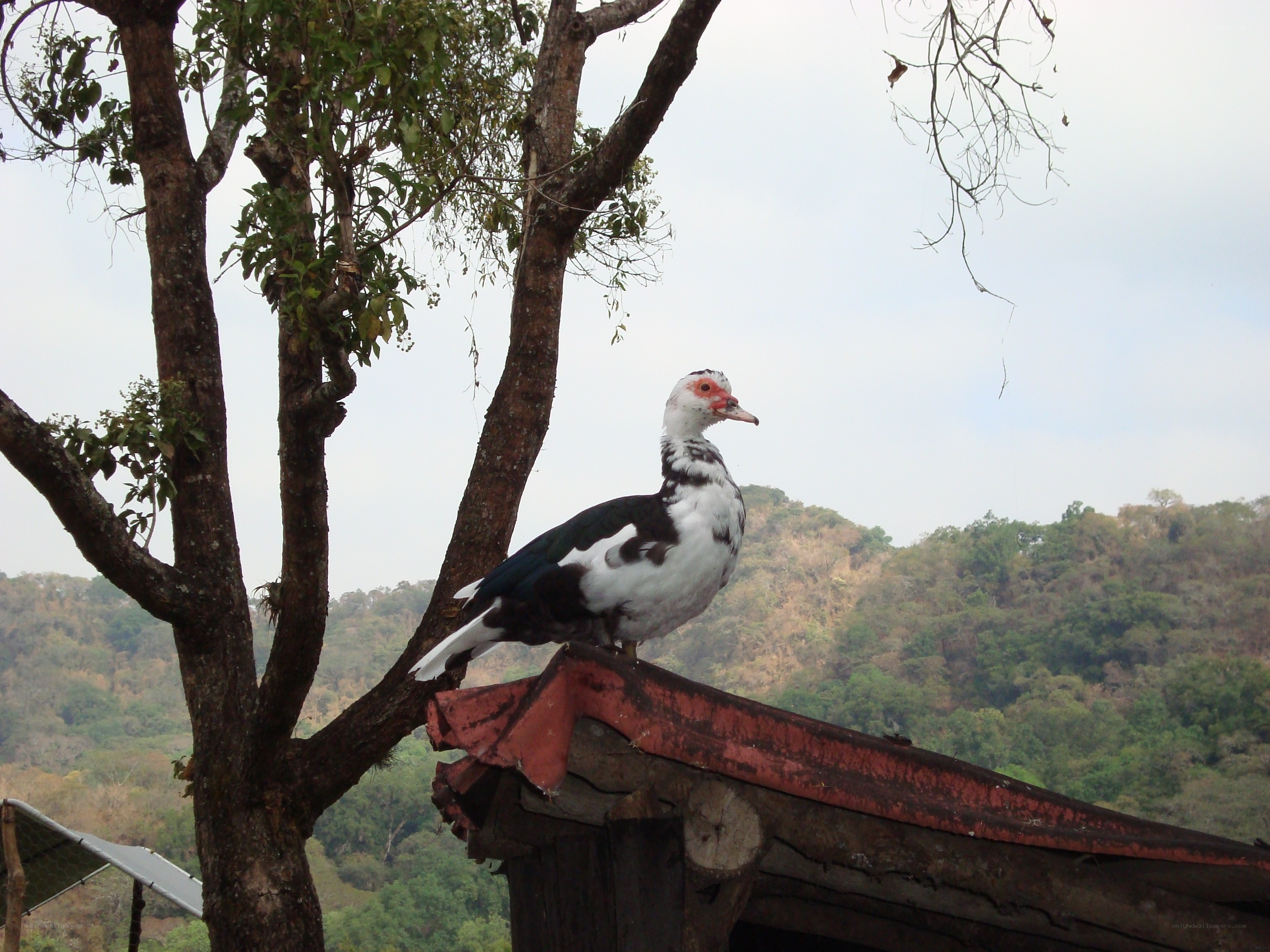 Muscovy duck on a roof