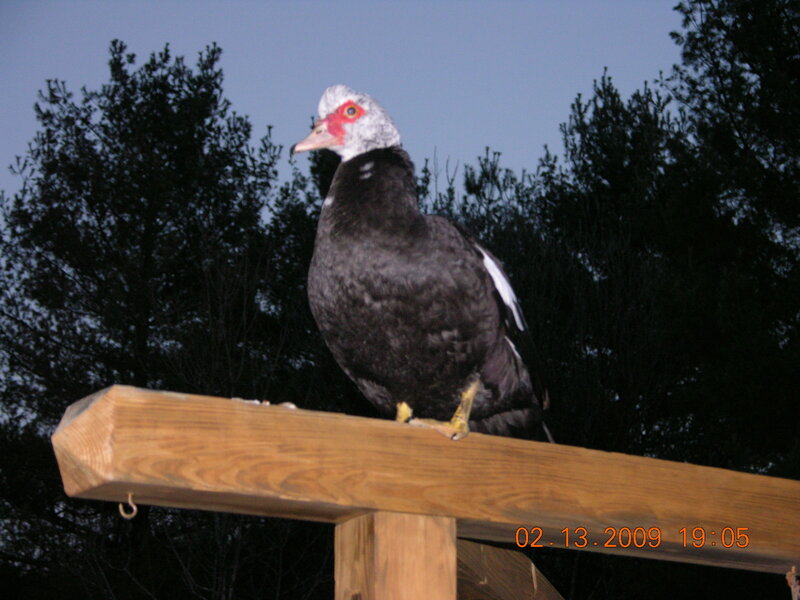 Muscovy duck on a wooden beam