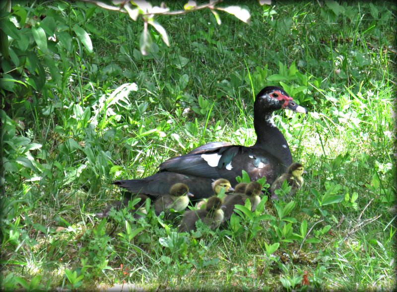 Muscovy Duck with Ducklings — Green, Serene