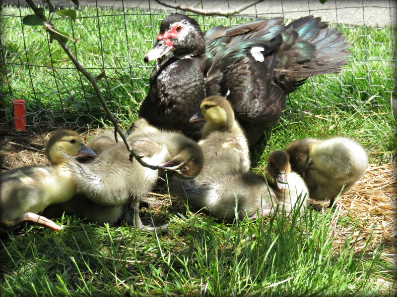 Muscovy Duck with Ducklings — Green