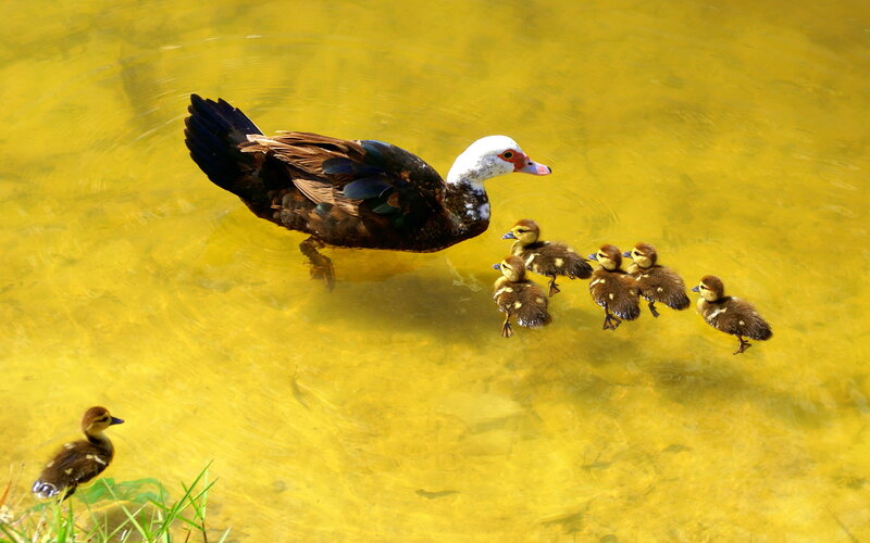 Muscovy Duck with Ducklings
