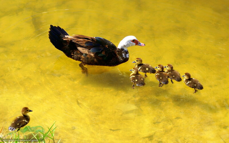 Muscovy Duck with Ducklings — Yellow