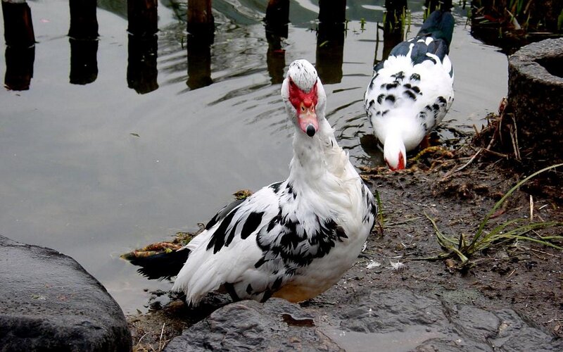 Muscovy ducks at the water's edge
