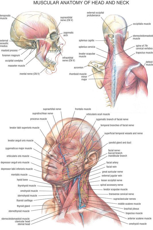 Muscular anatomy of head and neck