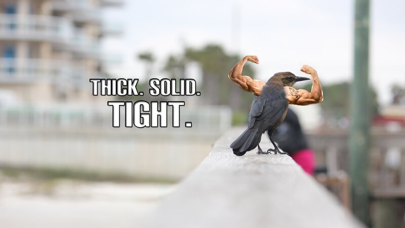 Muscular Bird on Ledge
