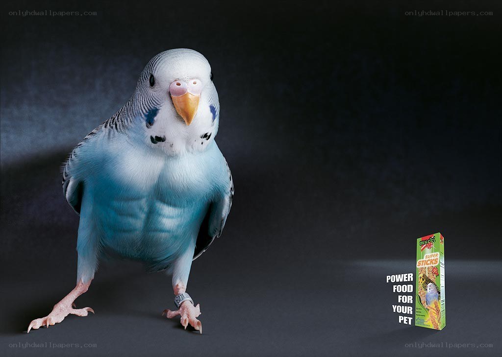 muscular budgie ad