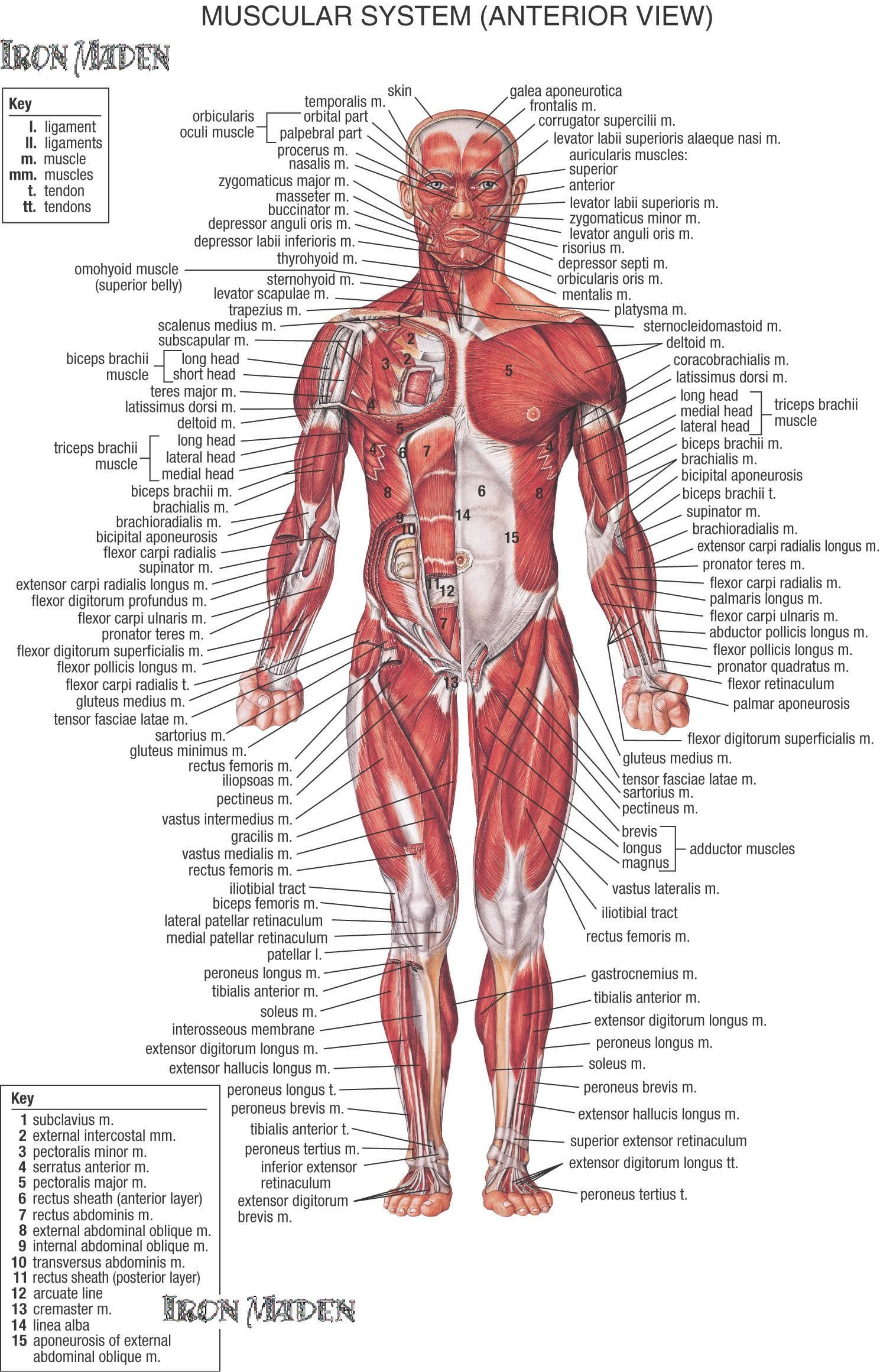 Muscular system anterior view
